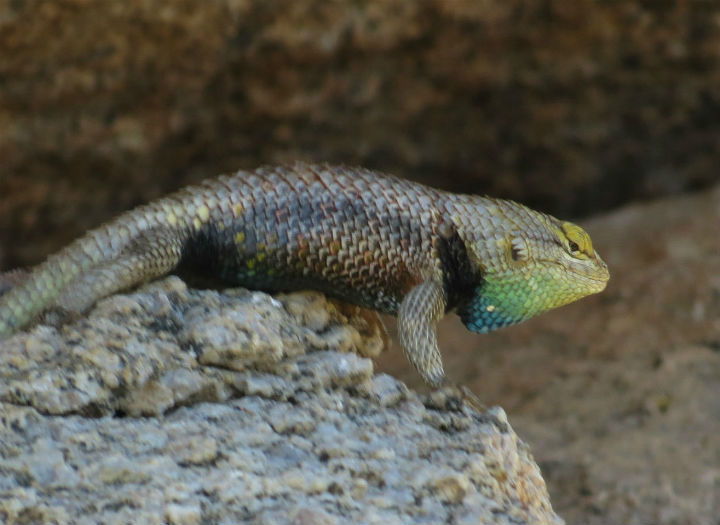 Yellow-backed Spiny Lizard